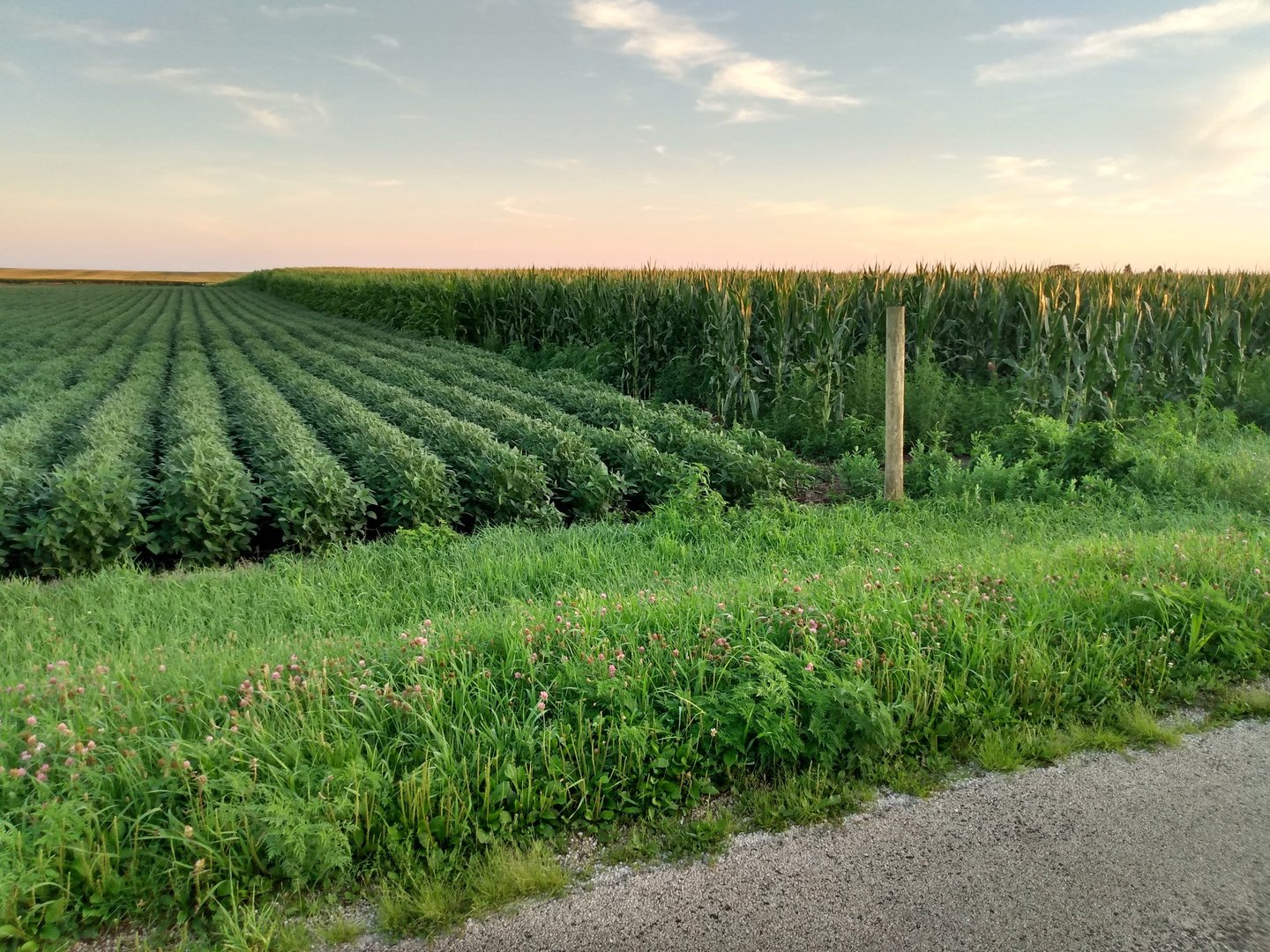 The meeting line of two thriving green crop fields in rural Illinois