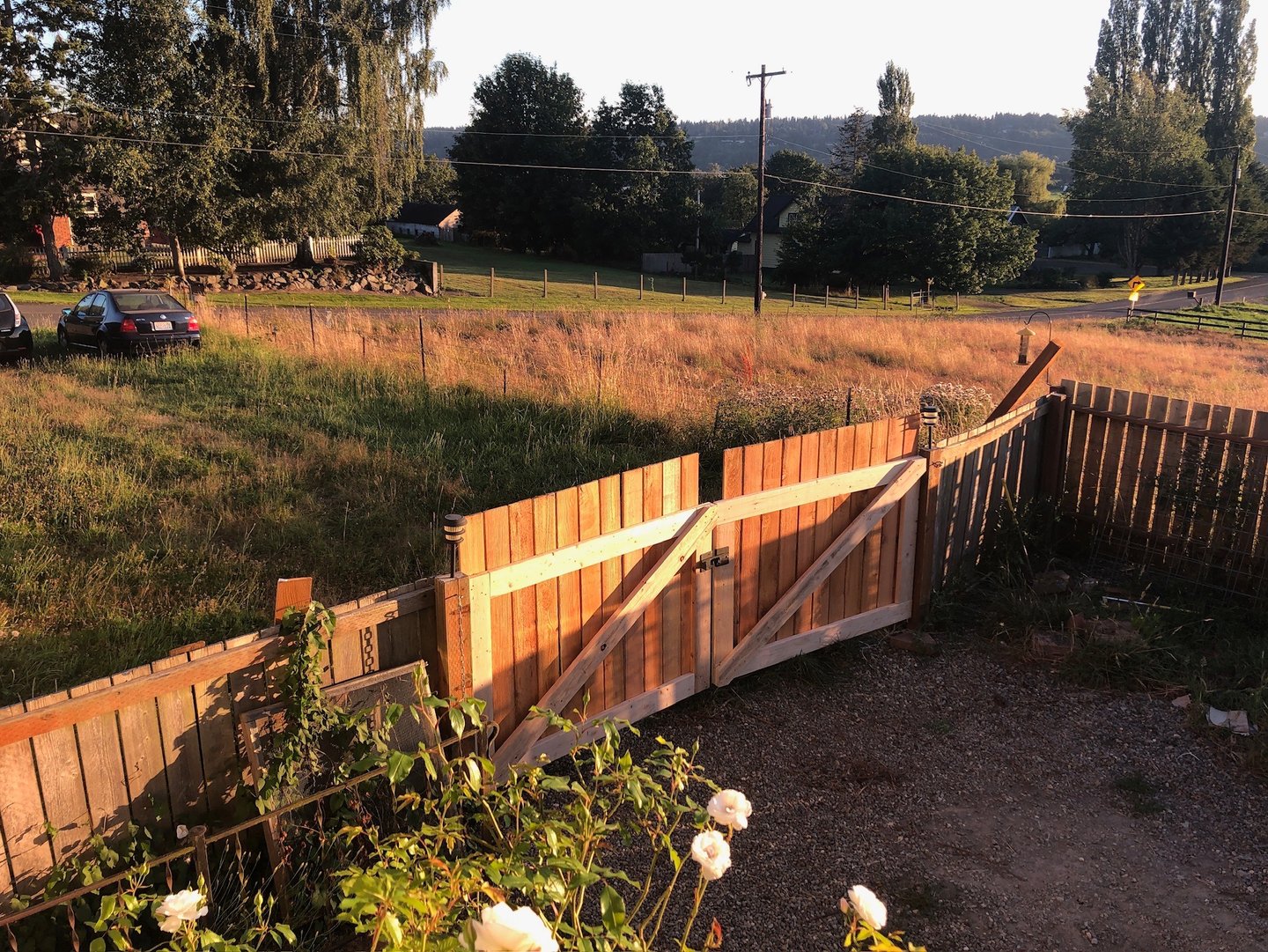 A cedar fence in the sunset light with roses in the foreground