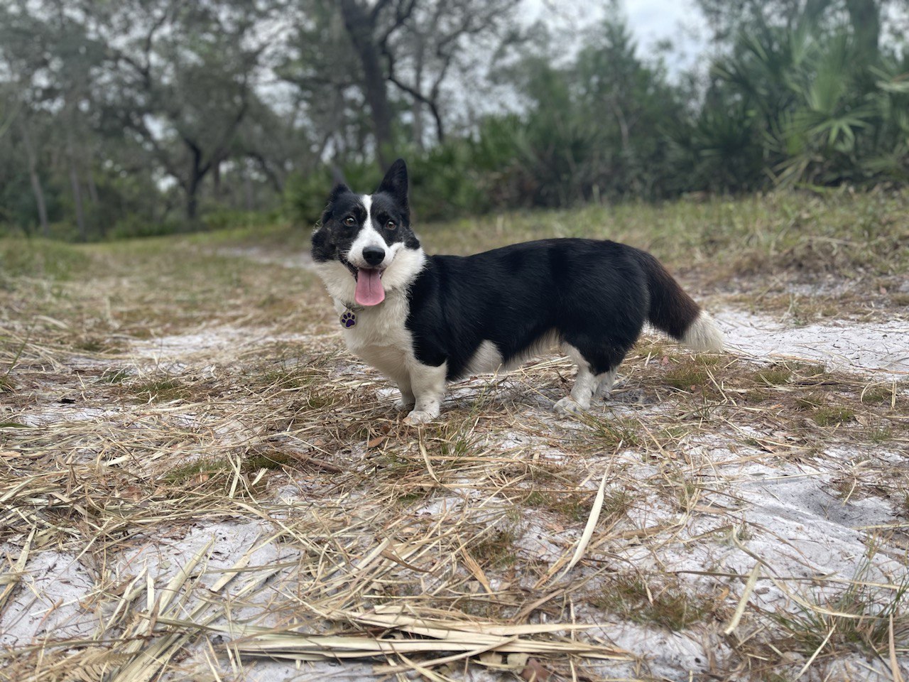 a dog standing in the grass with a dog