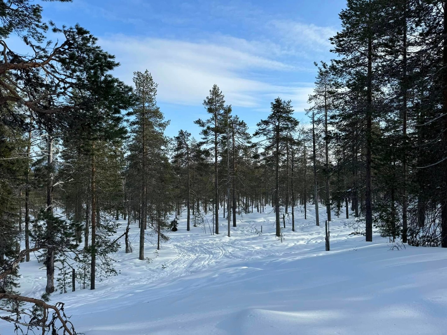 Snow-covered pine forest landscape with ski tracks in the deep winter snow under a blue sky.