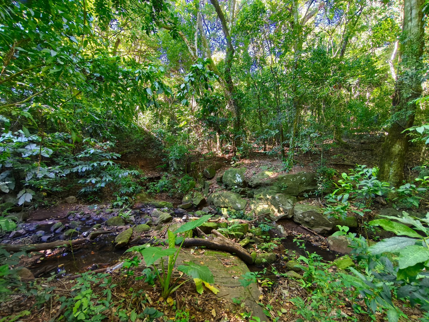 Bewaldetes Grundstück mit Bergblick und ruhiger Lage in Independencia