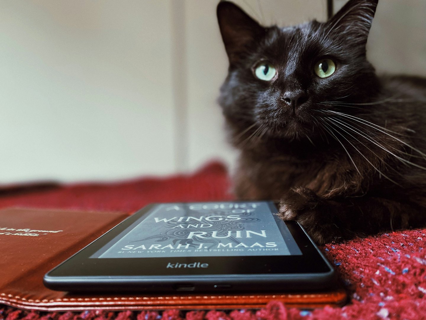 Gato negro sentado frente un dispositivo kindle