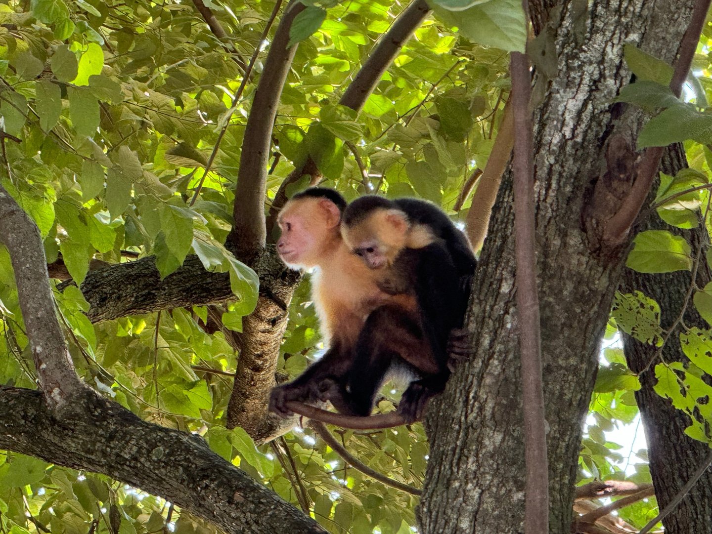 monkeys in costa rica
