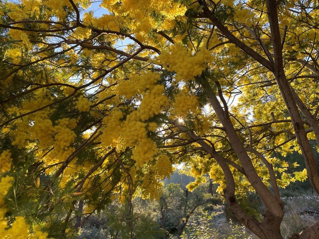 Eine Mimose in voller gelber Blüte angestrahlt von Sonne, die für Widerstandskraft steht.