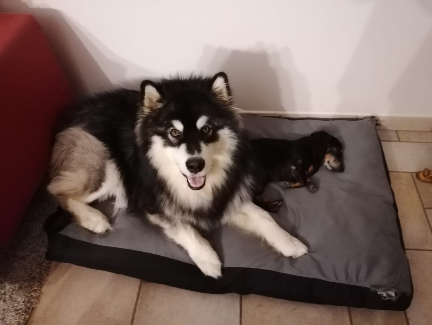 alaskan malamute dentro casa