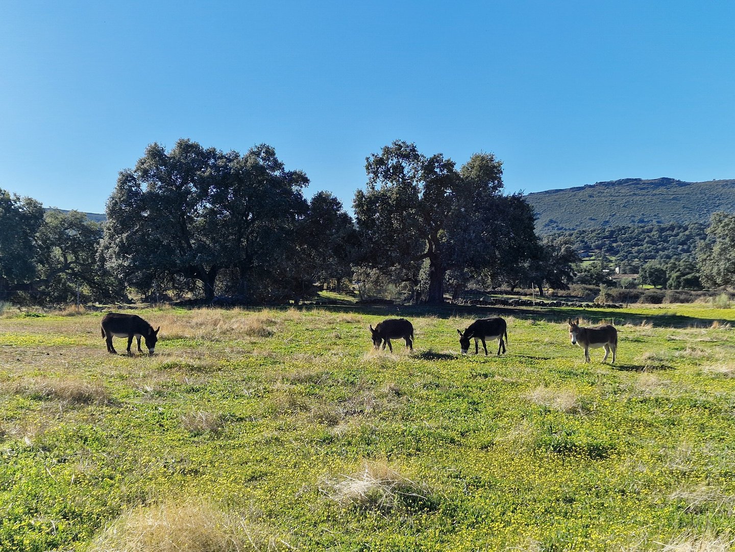 Ânes miniatures qui broutent dans une paierie