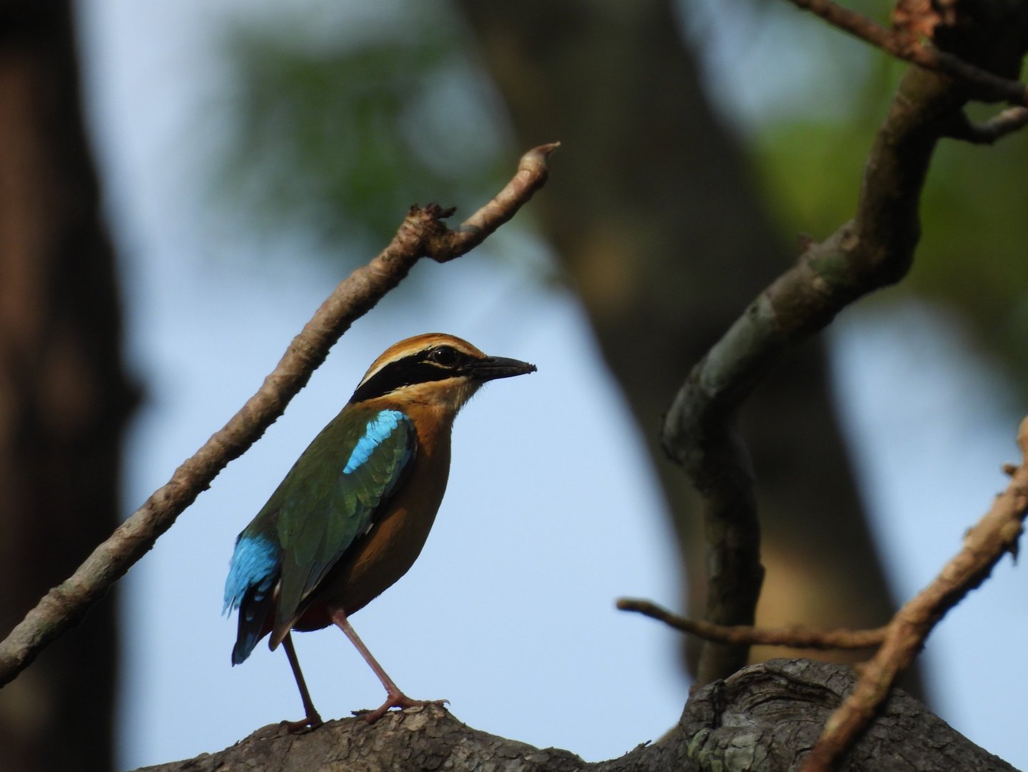Terai bird in Bardia