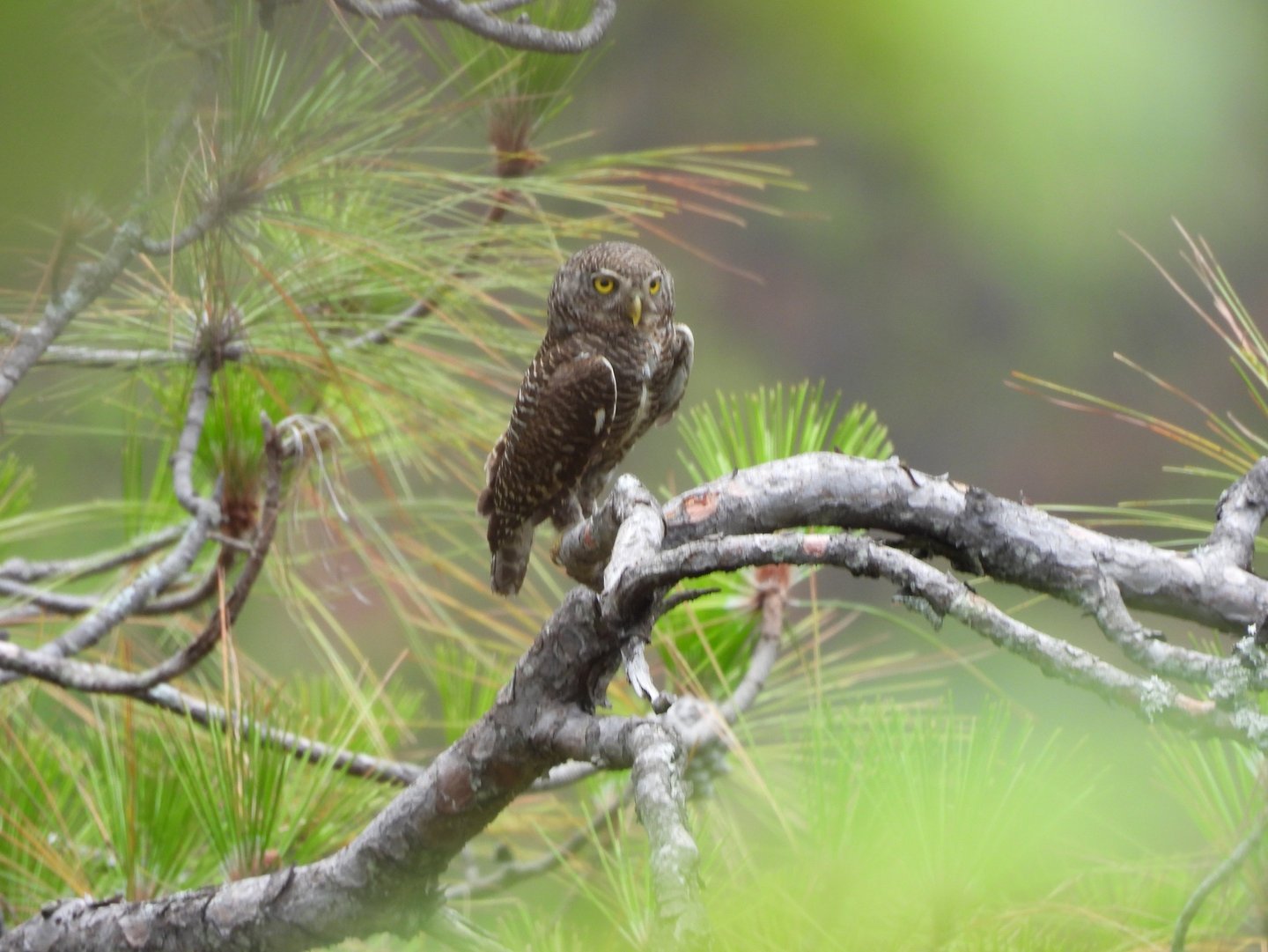 Owl in the forest in Dailehk district