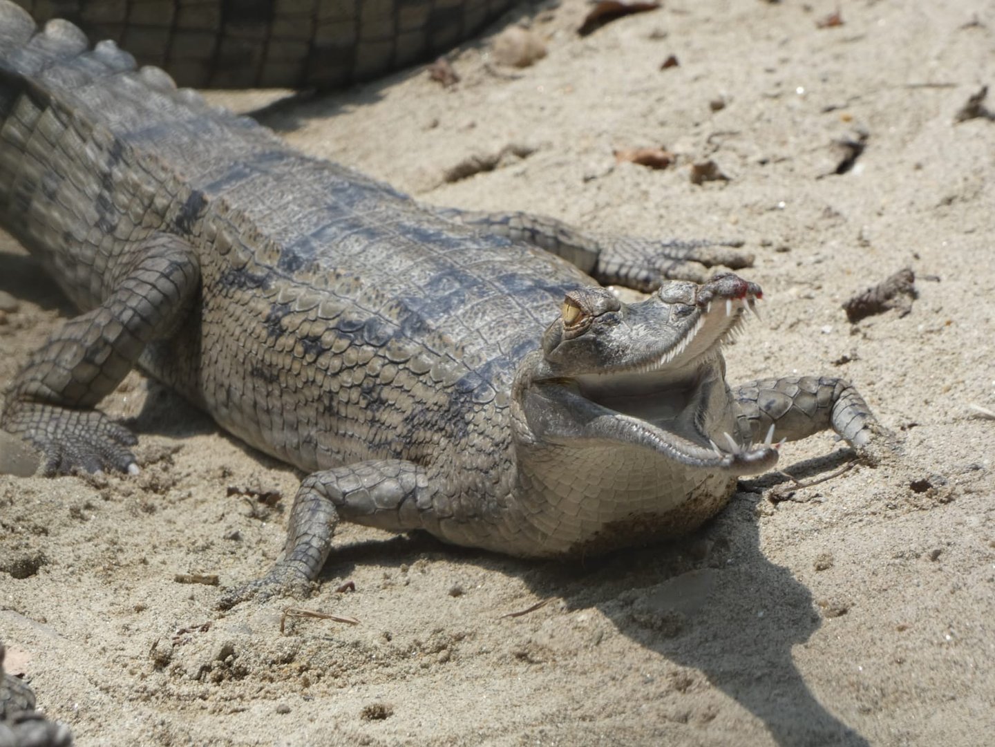 crocodile in the Bardiya jungle 