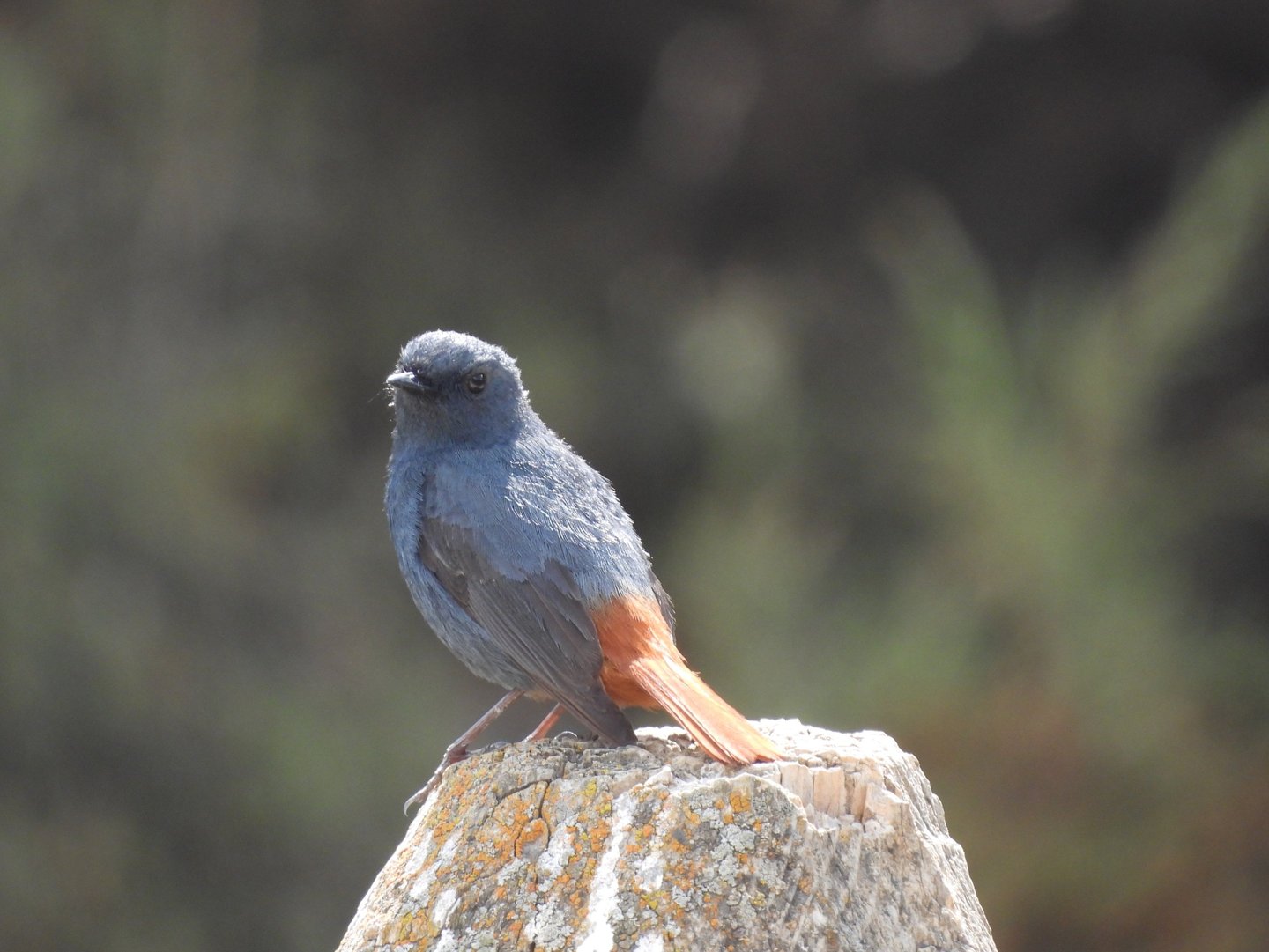 bird in Dolpo
