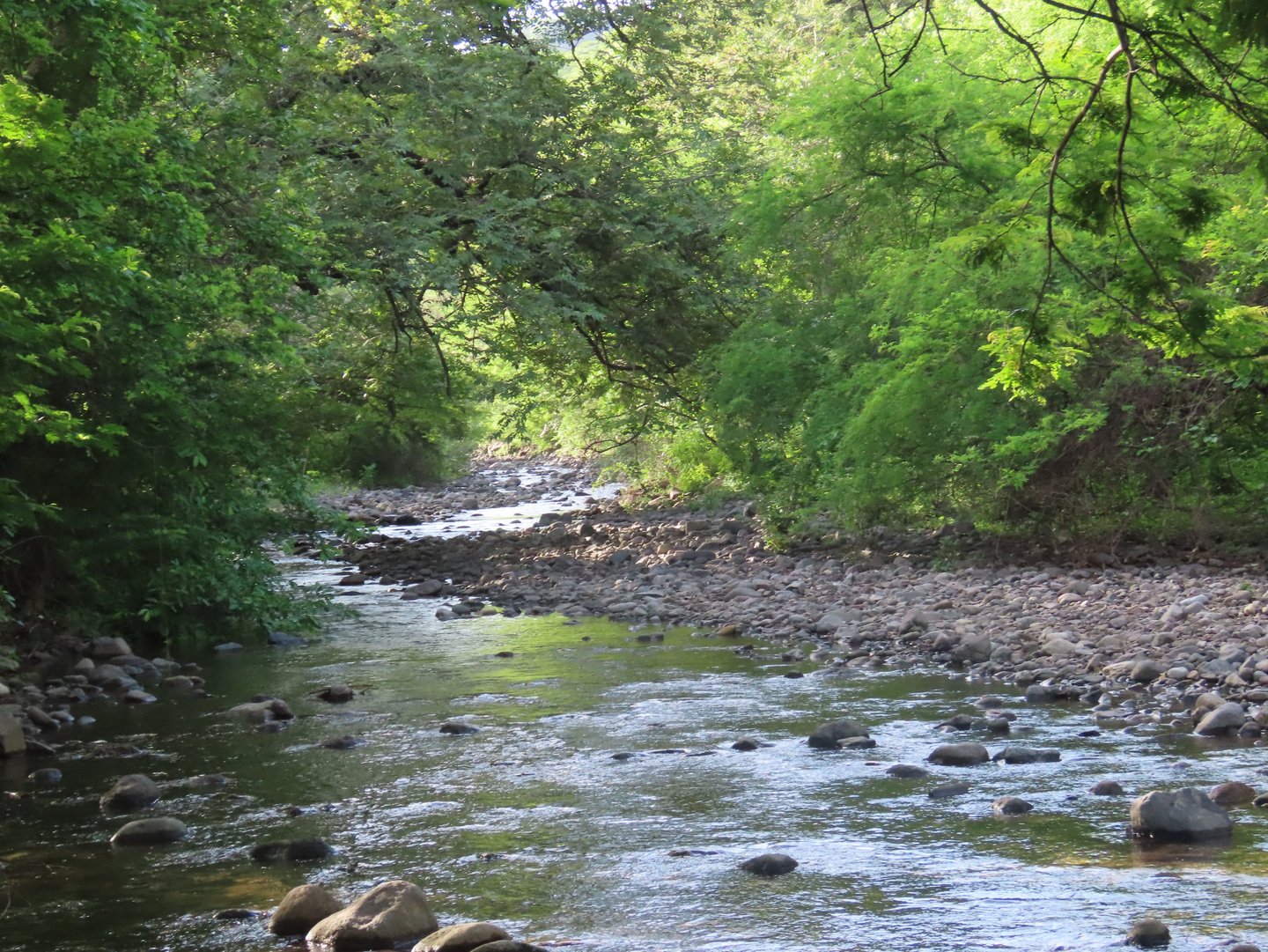 Scenery of a creek with a rocky shore and trees around