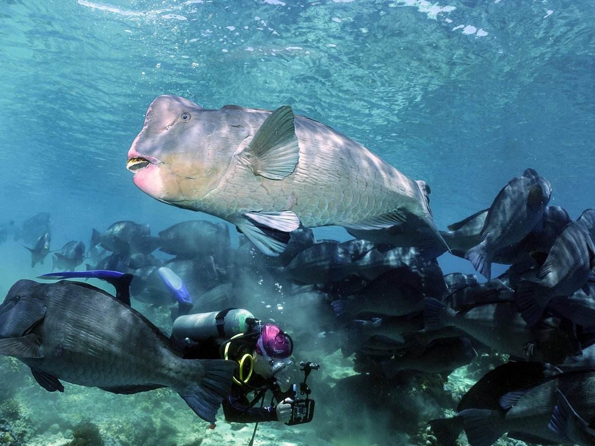 A school of Bumpheads in Sipadan