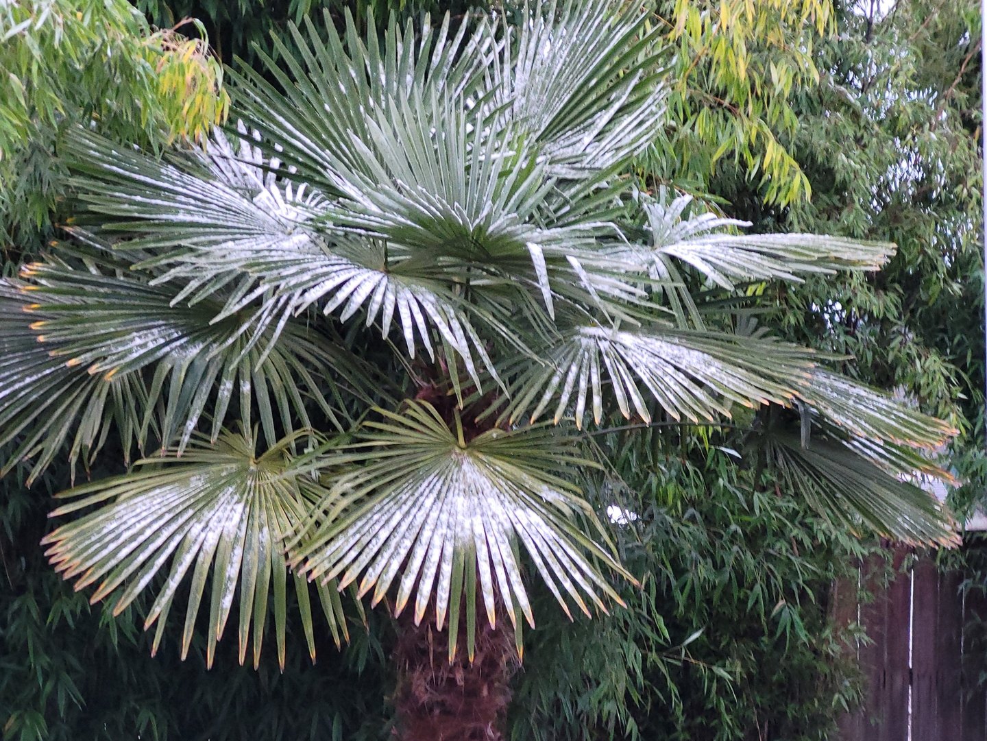 a palm tree in a backyard with a bench and a bench