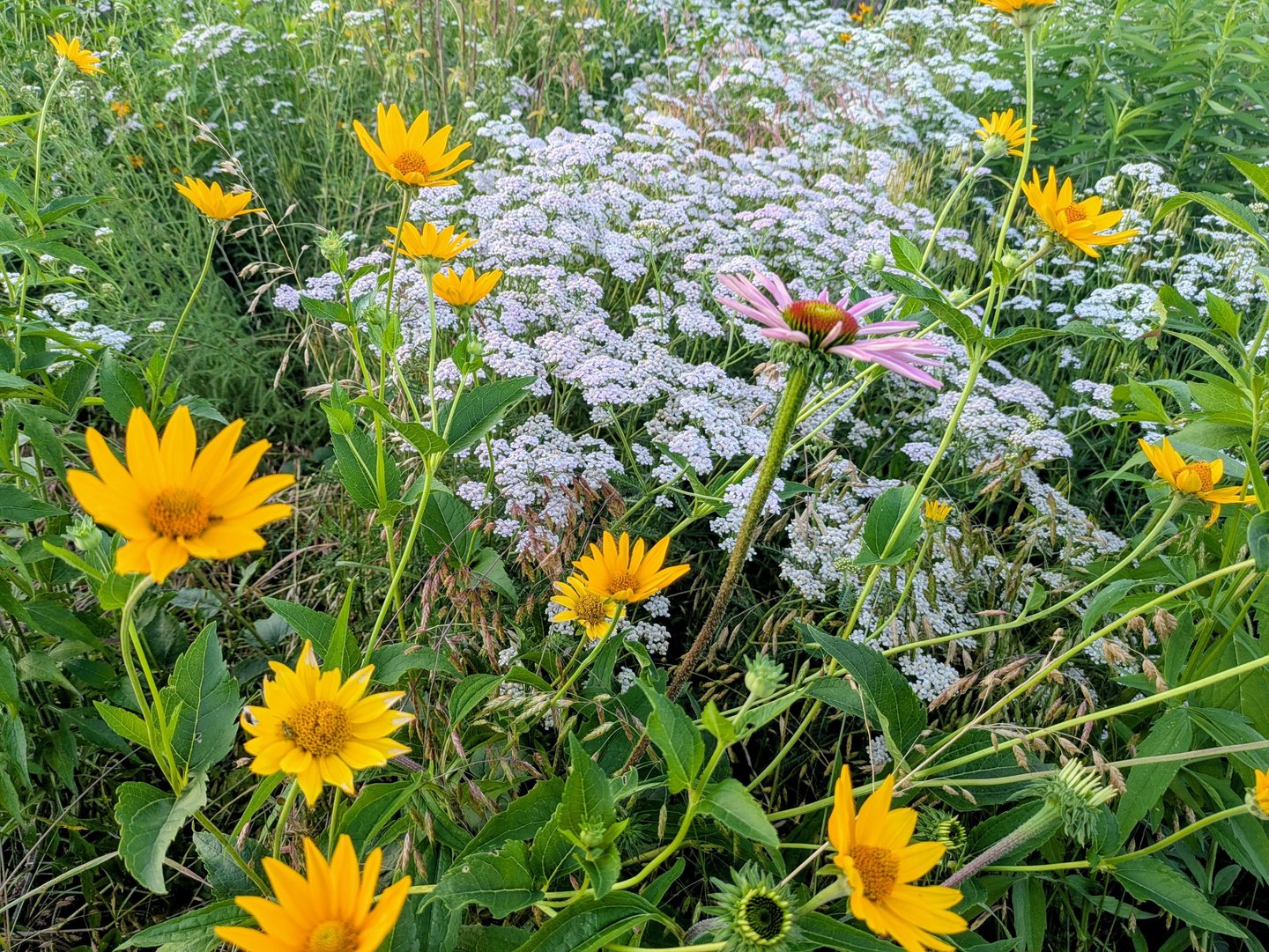 Various colorful wildflowers in a pollinator habitat