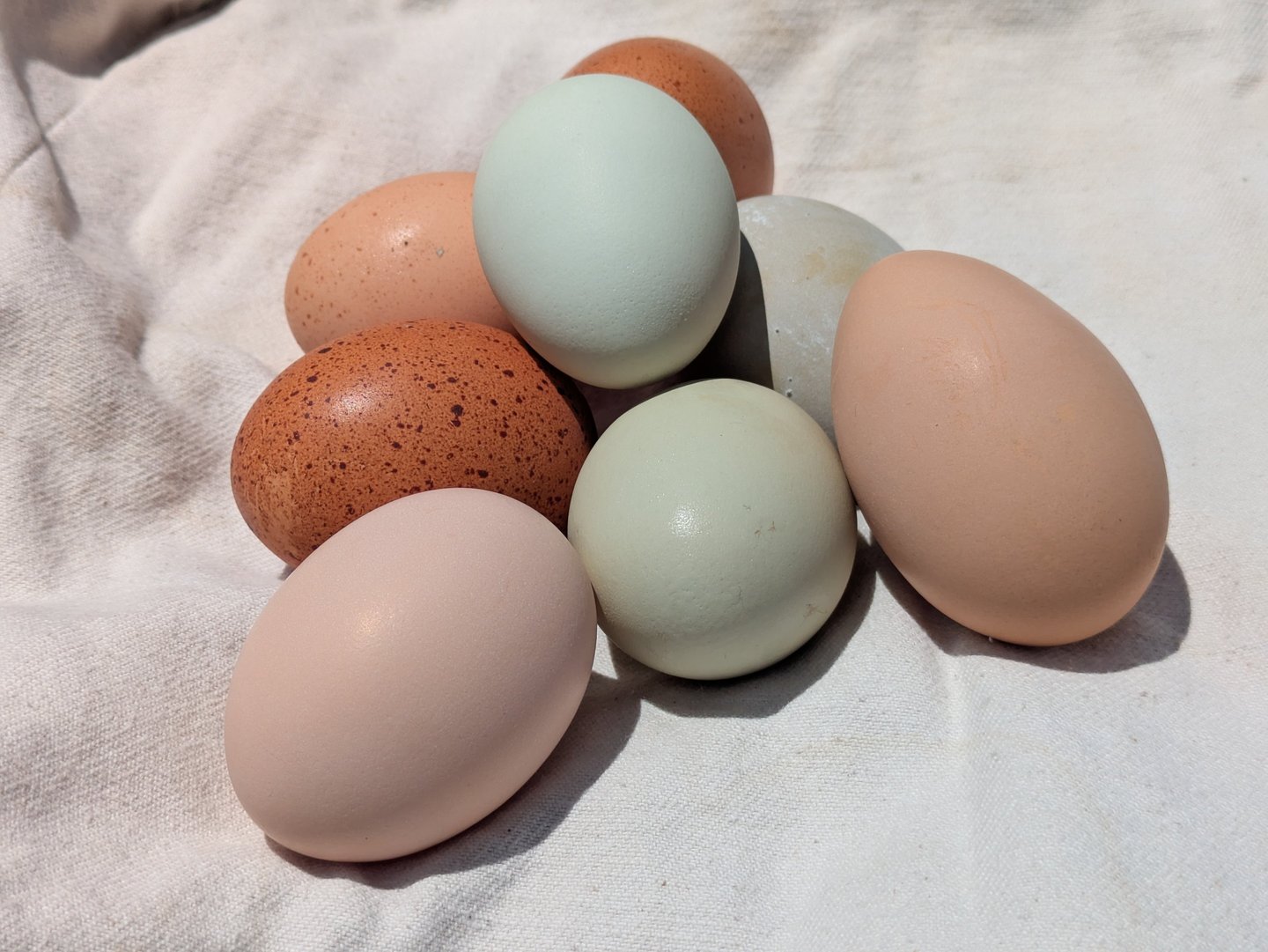 A collection of naturally colorful eggs