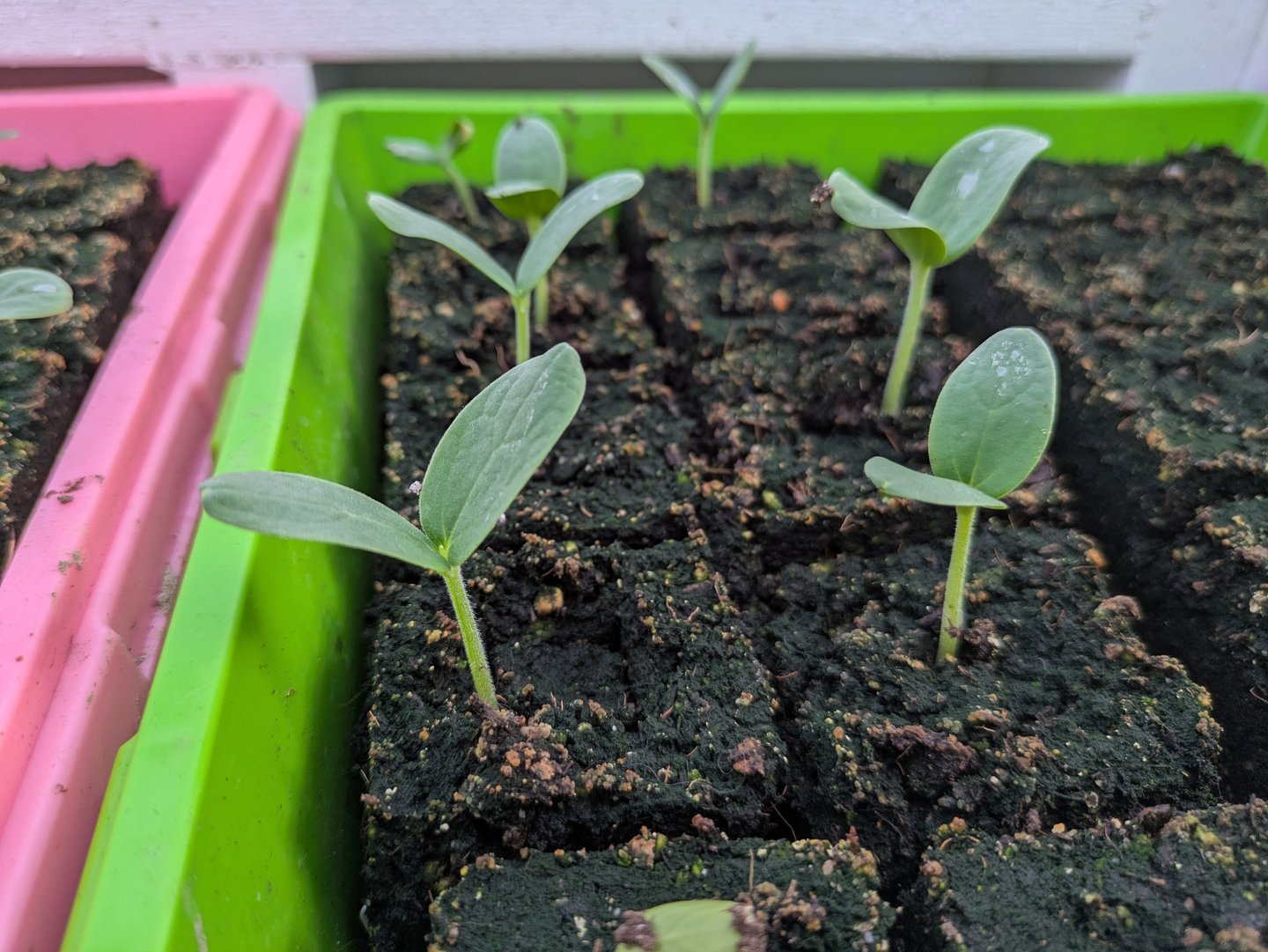 Small plants emerging from soil blocks