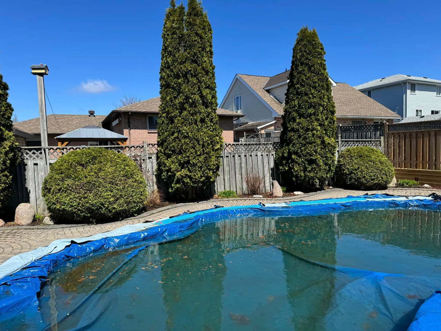 tree pruning services in north bay and area