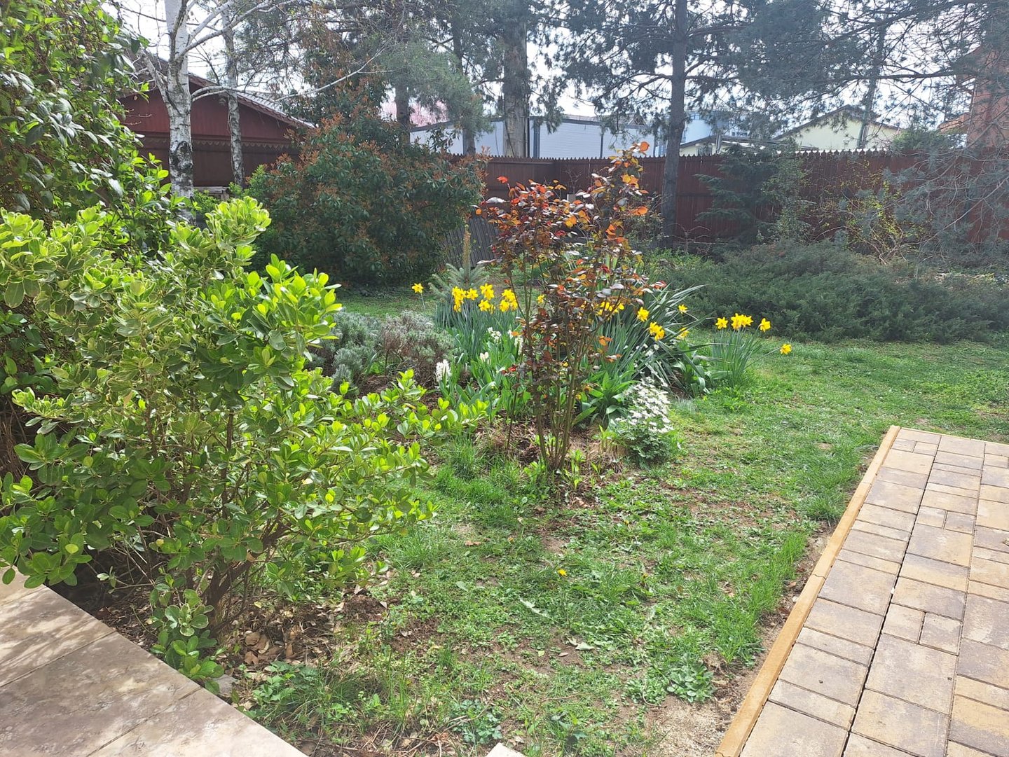 an informal garden with many shrubs and flowers