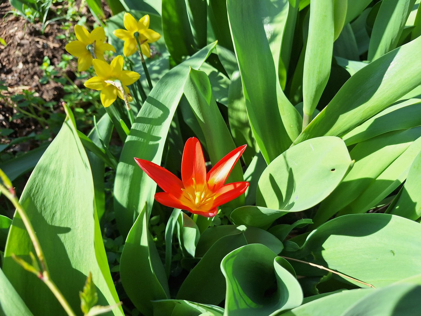 a Dwarf Dalily flower in full sun