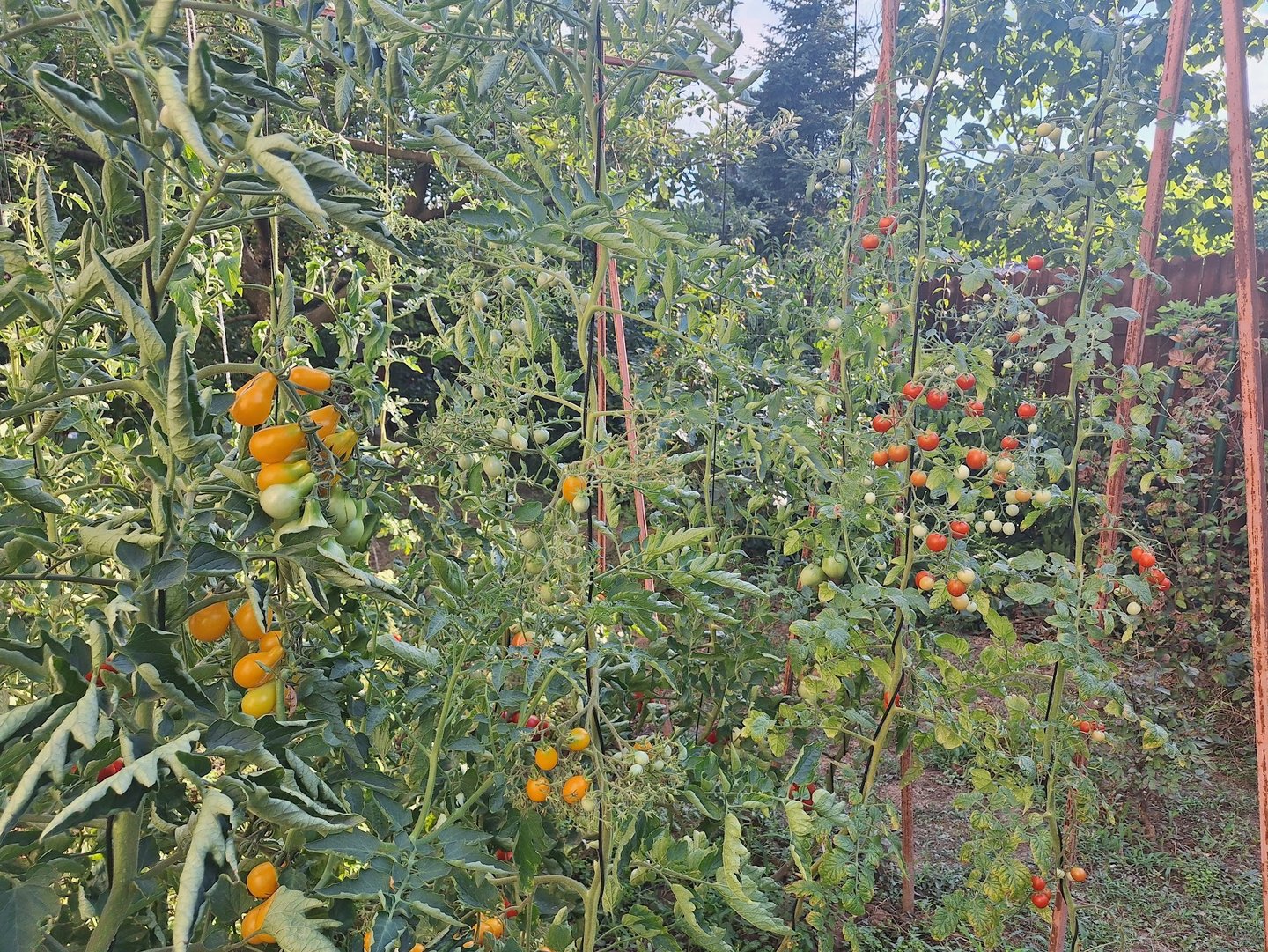 tomatoes in one of the 3 types of vegetable gardening