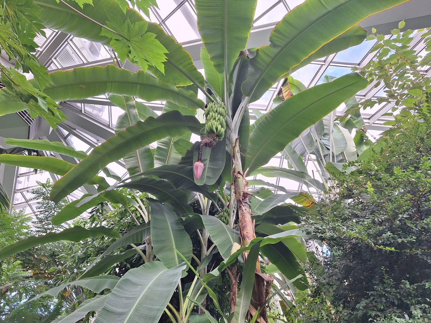 a tall Banana Plant with large green leaves