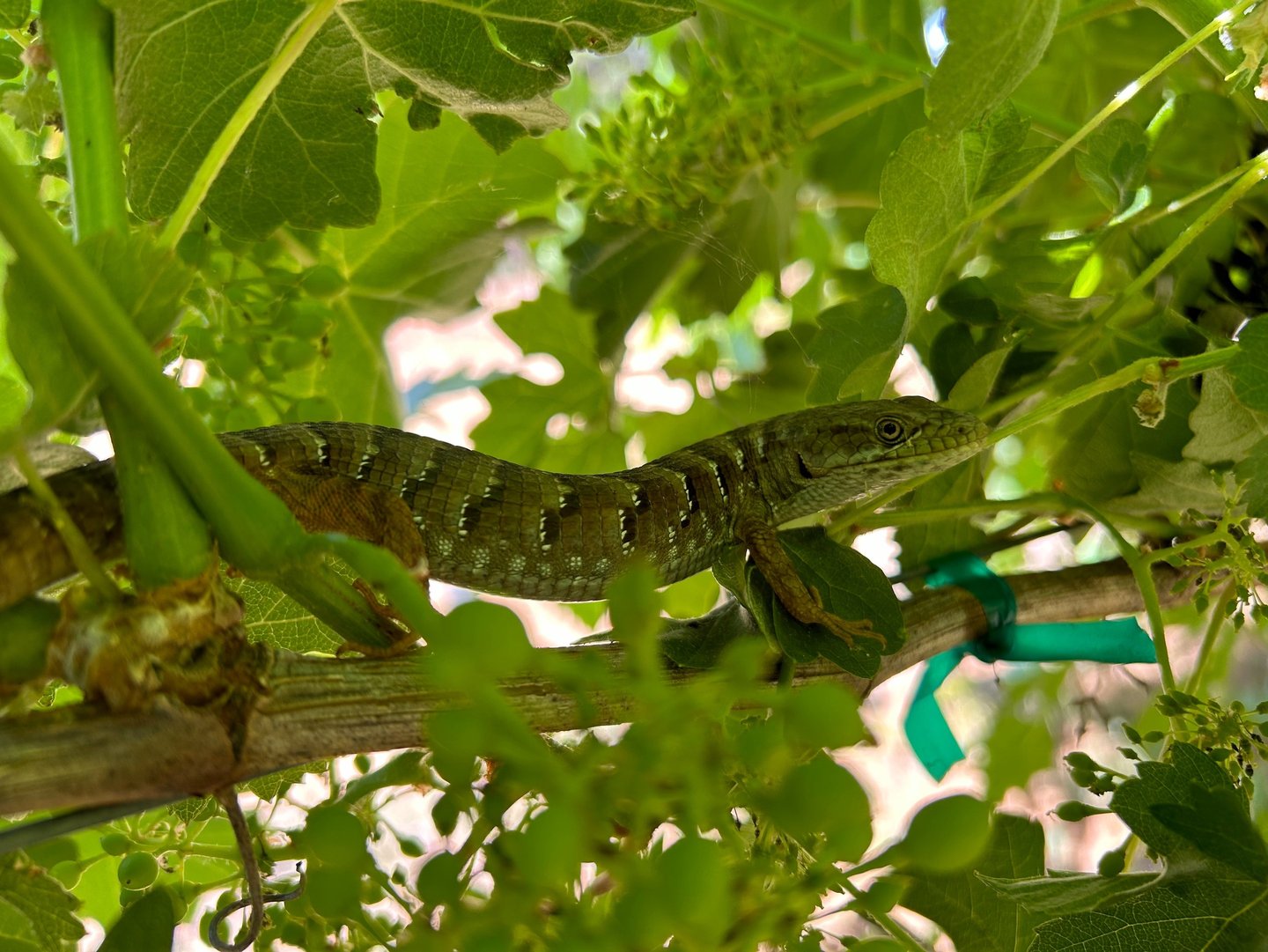 A large lizard sits on a grape vine in the shade
