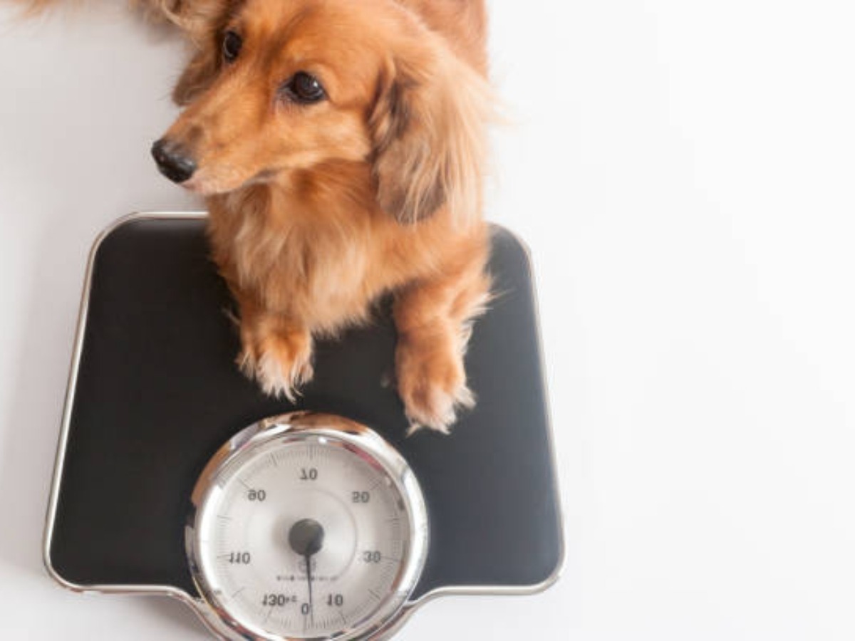 veterinario-no-jardim-sao-paulo