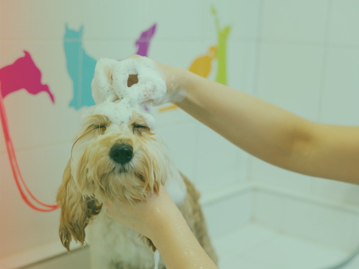 banho-e-tosa-premium-jardim-sao-paulo