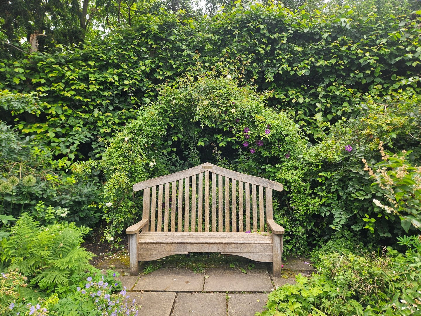 A garden bench resting point, framed by a vigorous clematis arch
