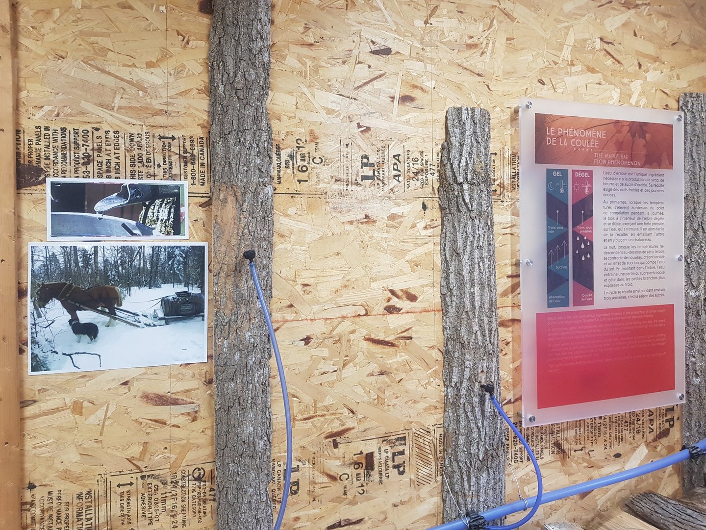 cabane-a-sucre-chez-danny-quebec-tire-erable