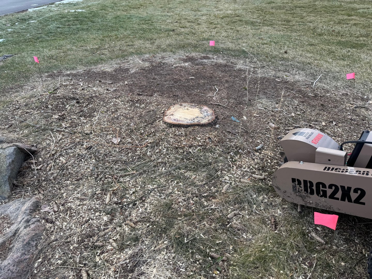 Before stump grinding in Clio, MI