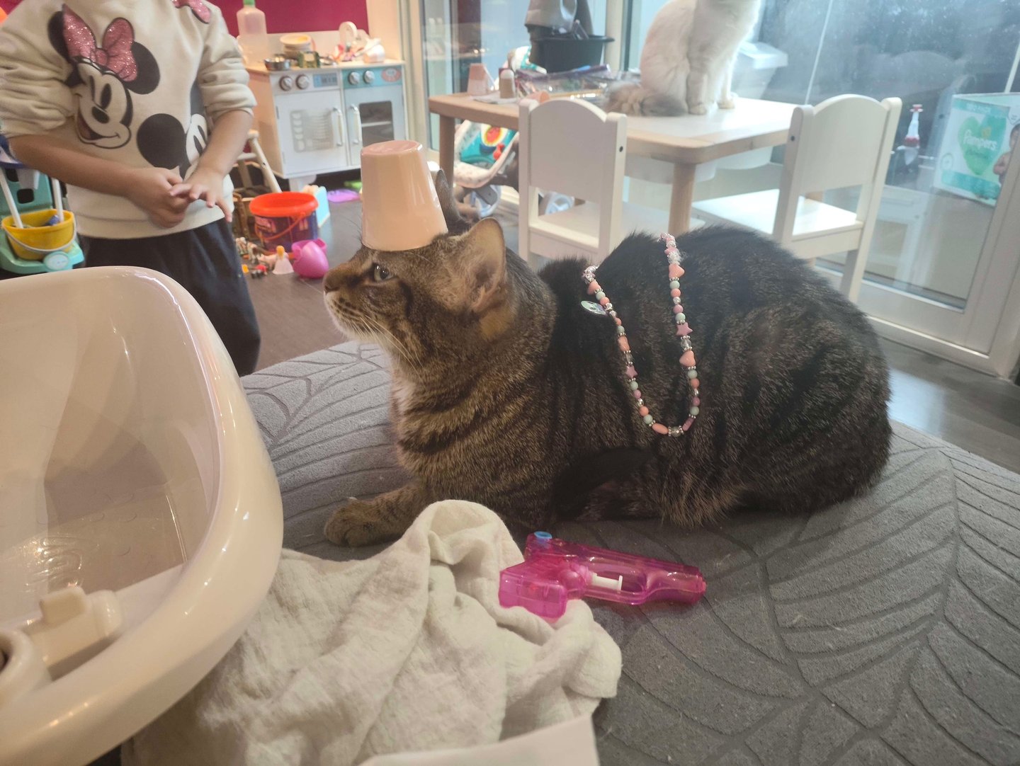 Neko - Chat européen joue avec un enfant