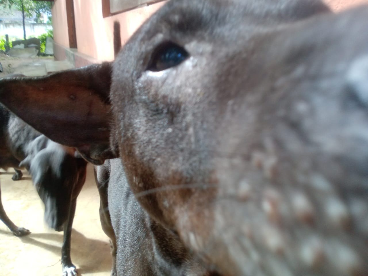 a dog is looking at the camera and a dog is looking at the camera