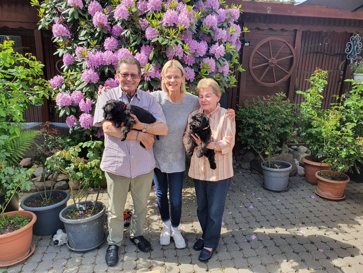 Eleveur avec des chiots Schnauzer dans un jardin
