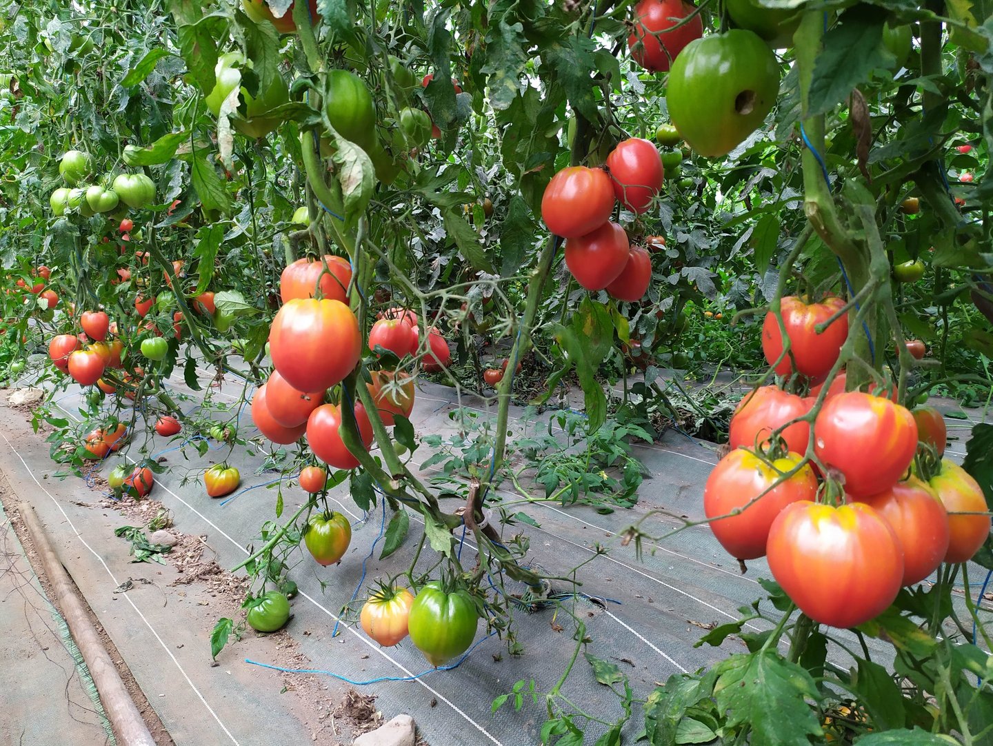 Tomates bio