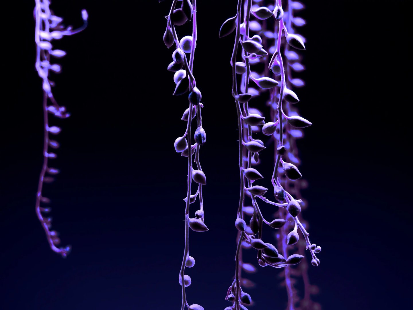 digital art, video installation,  joanna wlaszyn