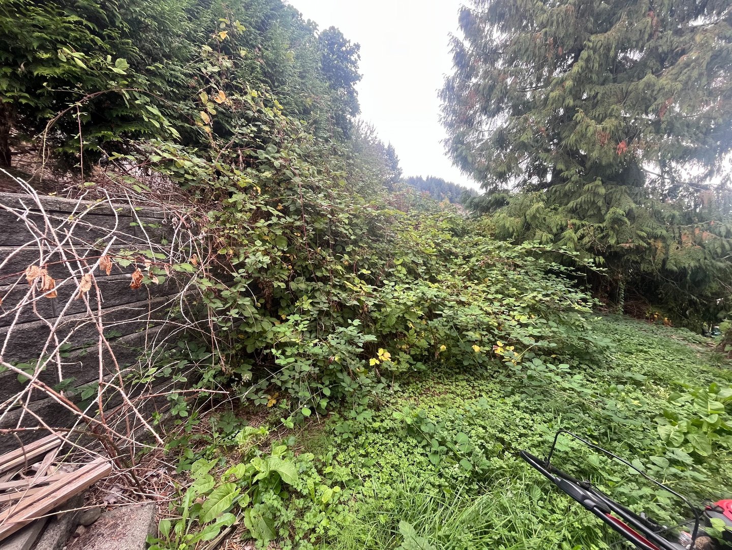 Blackberry bushes overtaking a back yard retaining wall