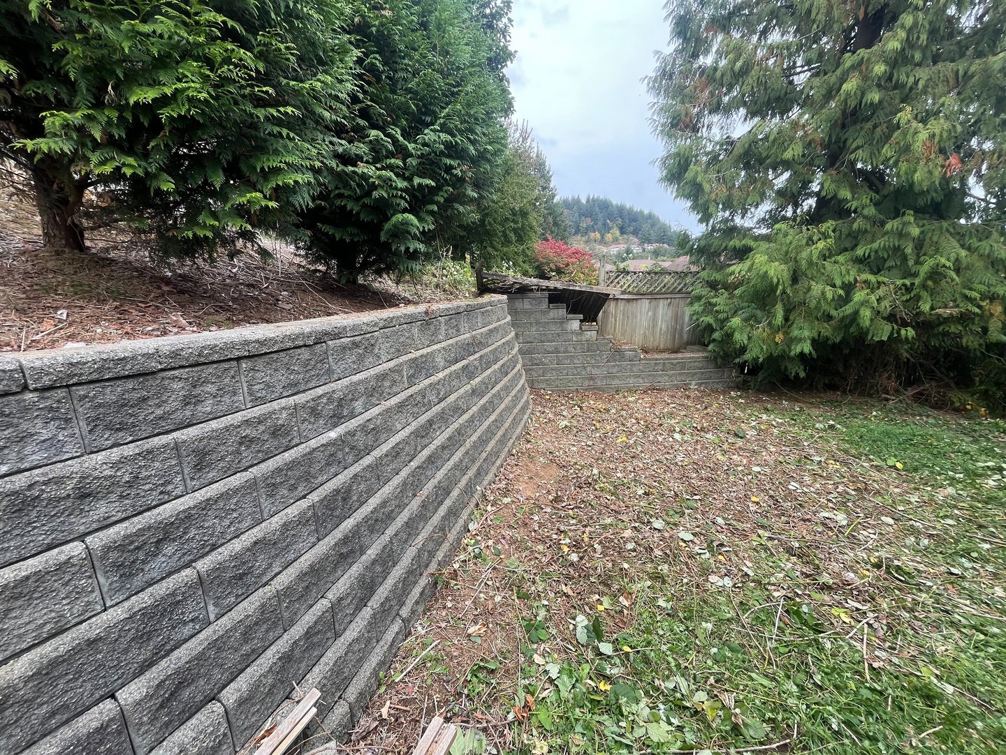 An area that recently had blackberry bushes removed. 