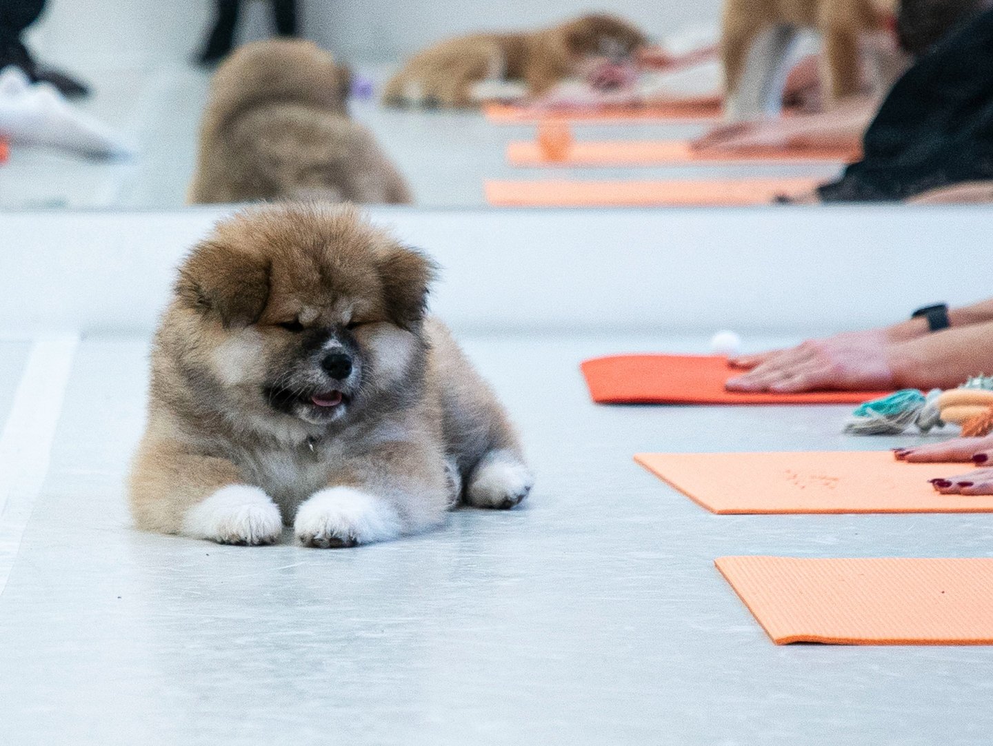 Woof Yoga - joga su šuniukais, kur pažinsite įvairias šunų veisles ir sustiprinsite kūną jogoje. 