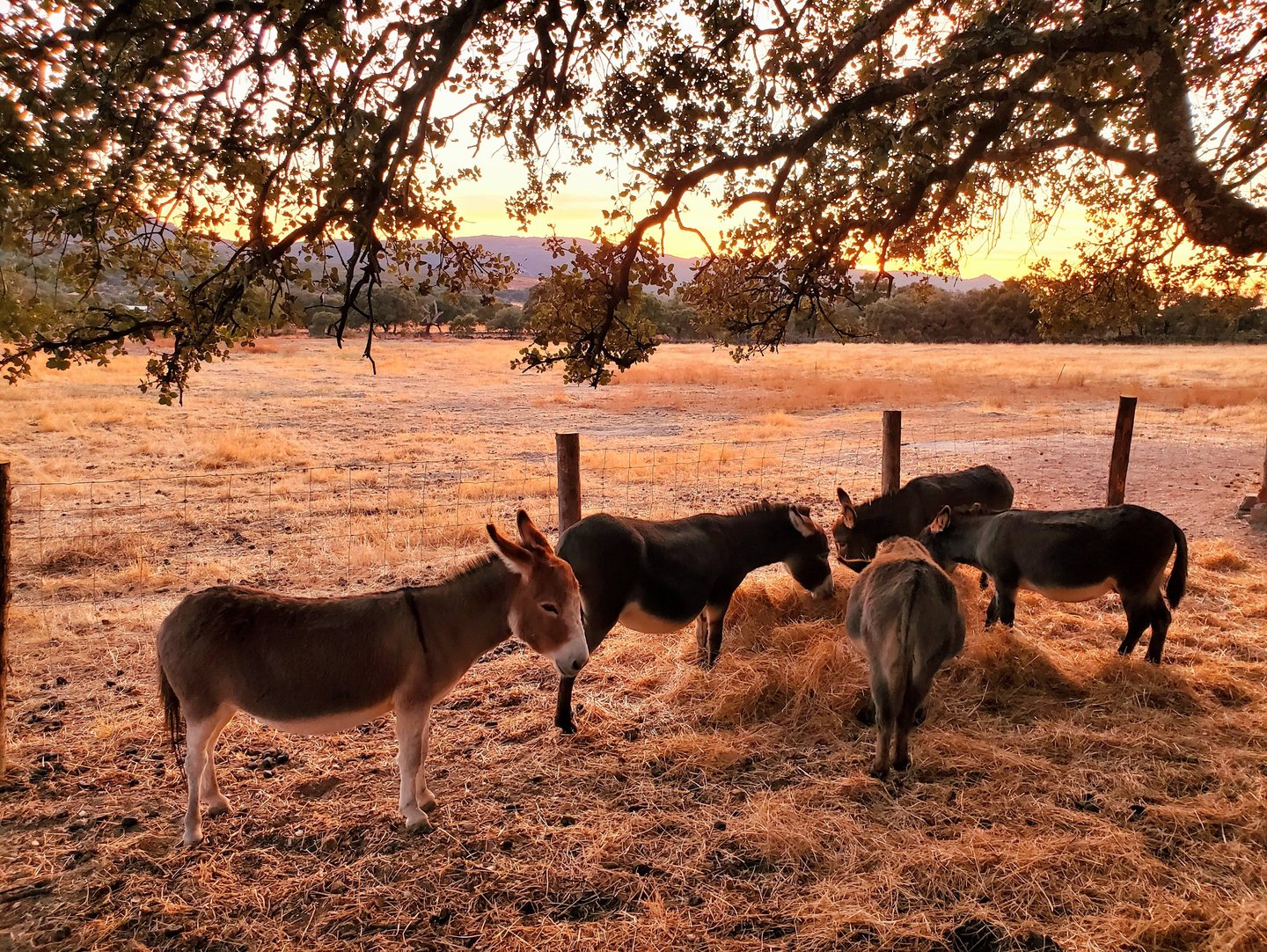 Ânes miniatures regroupés qui mangent du foin