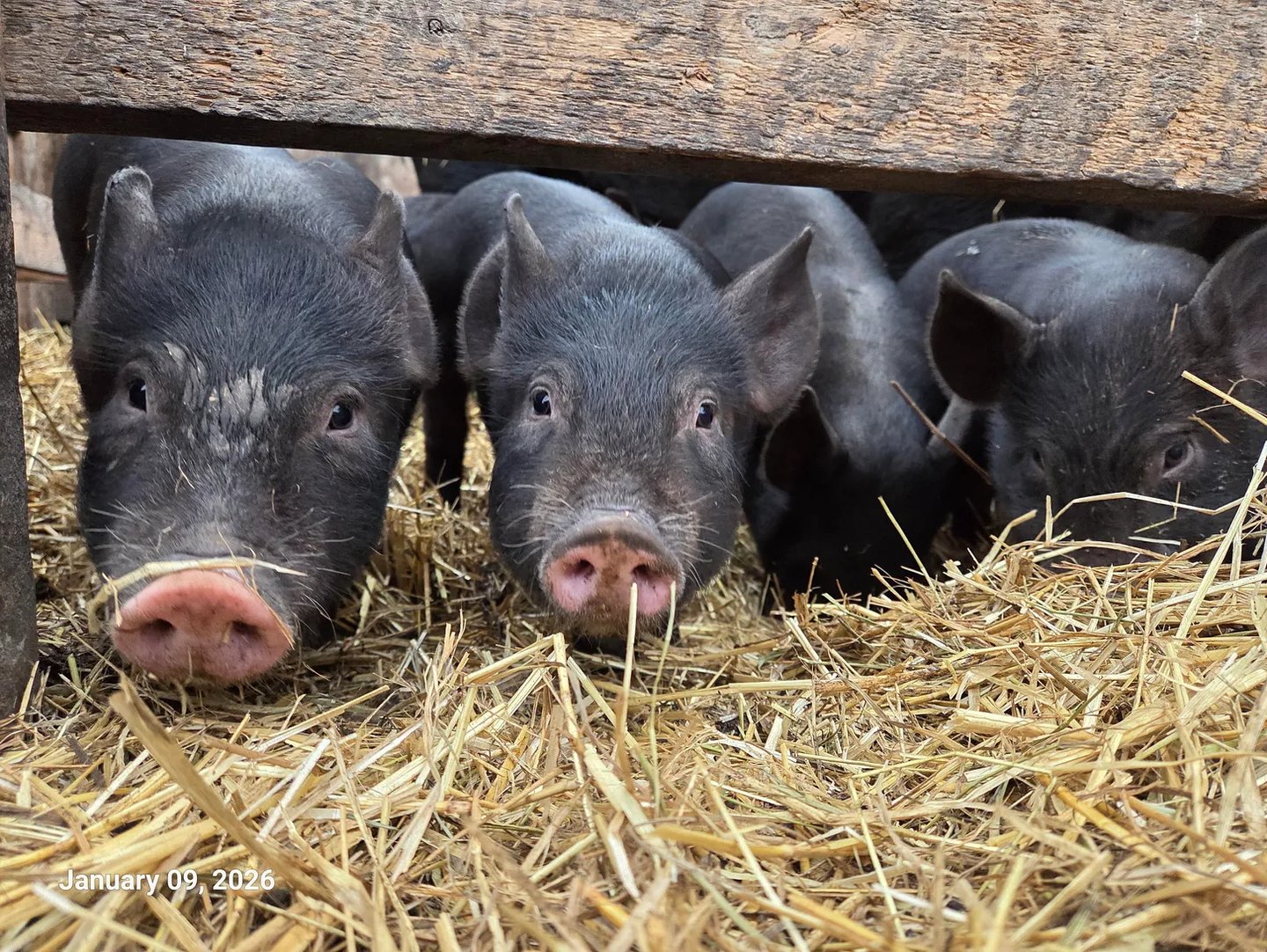 four black piglets look at the camera