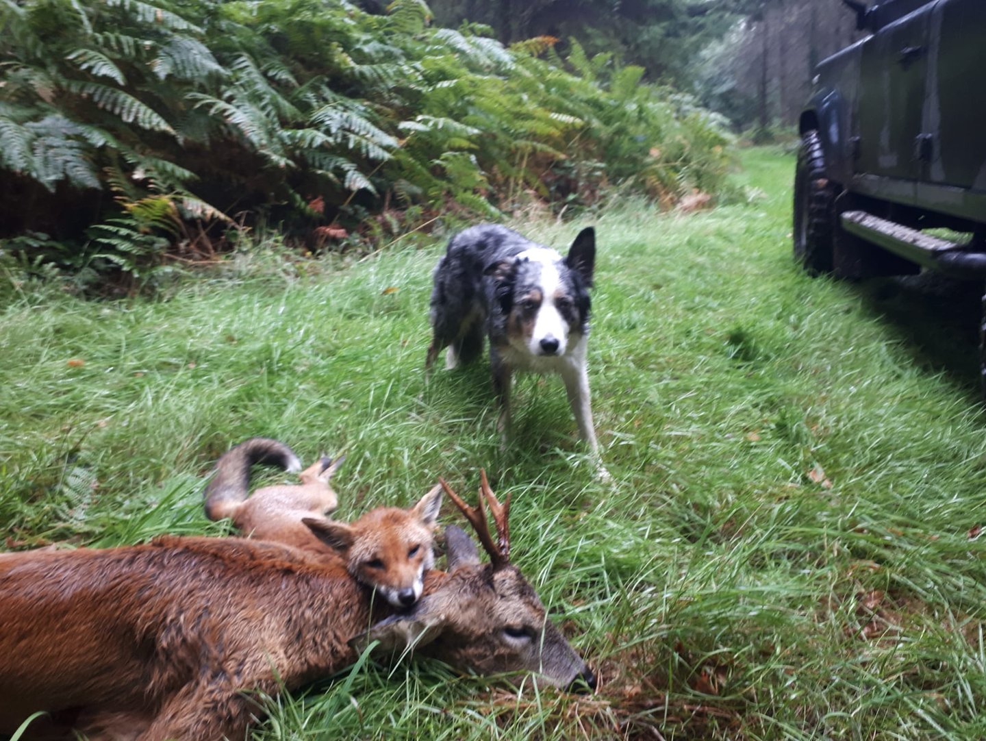 culled deer and fox