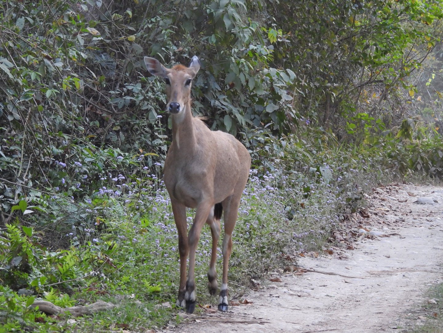 antilop in Bardiya