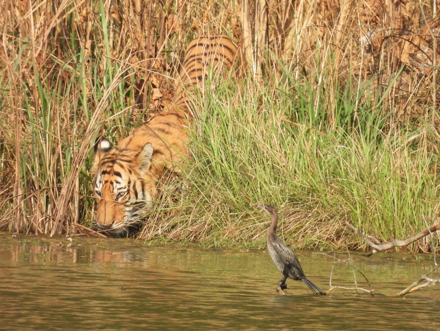 tiger drinking in the bardiya jungle