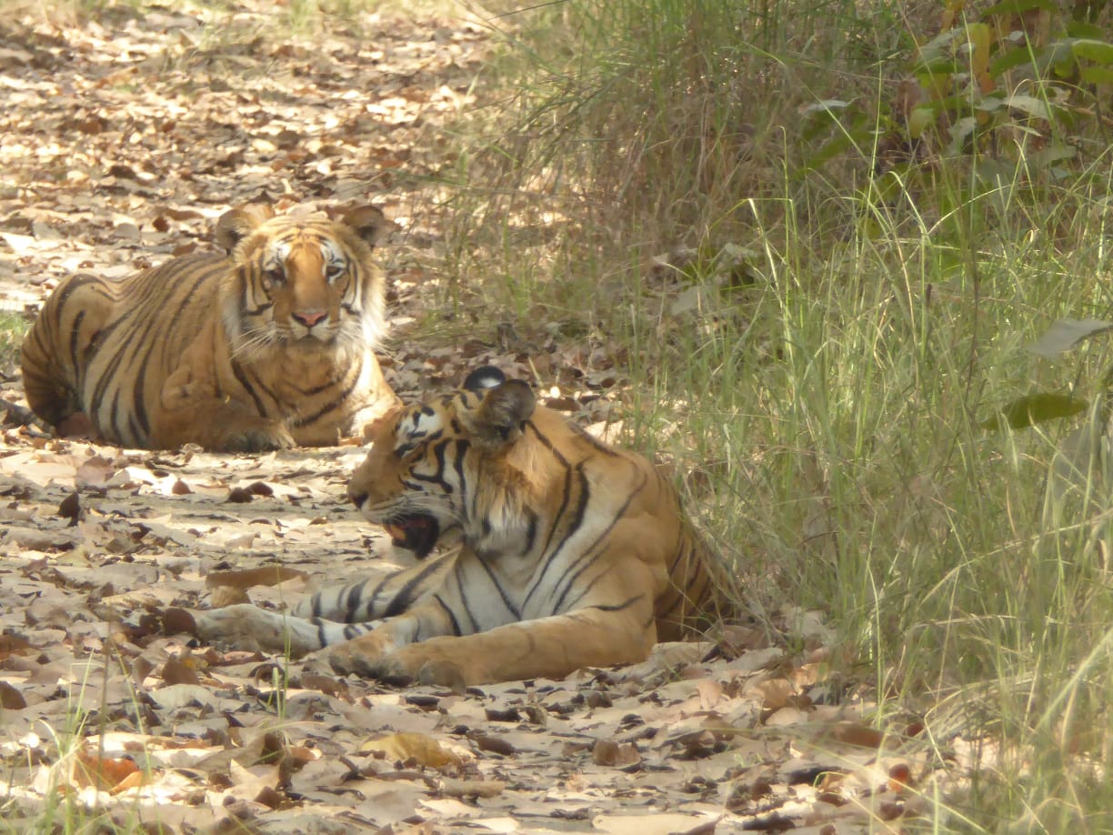 tigers in Bardiya National Park