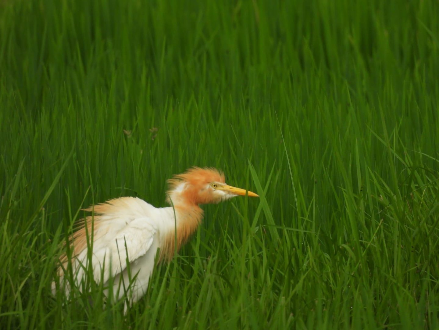 castern cattle egret near mohana river