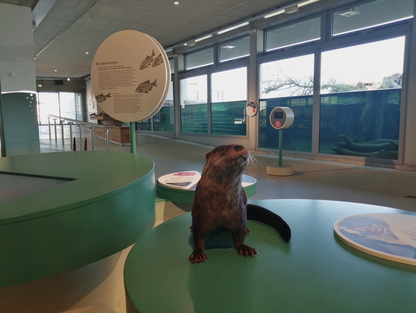 Otter Präparat zum anfassen.