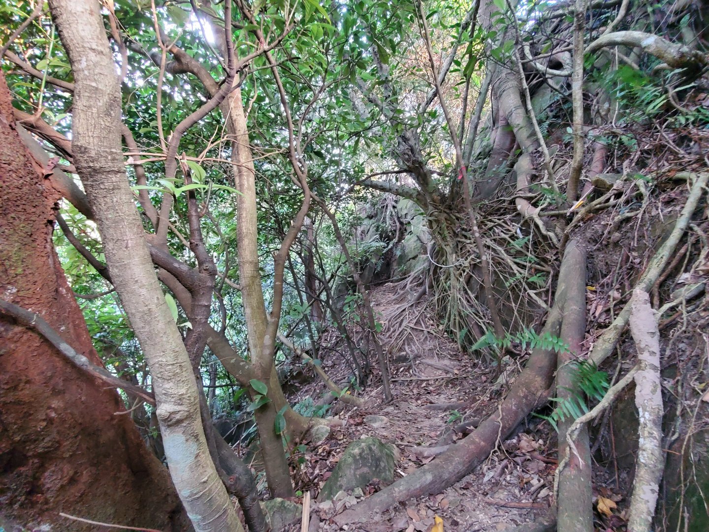 Narrow hiking trail winding through a dense tropical forest with tangled tree roots and green foliage.