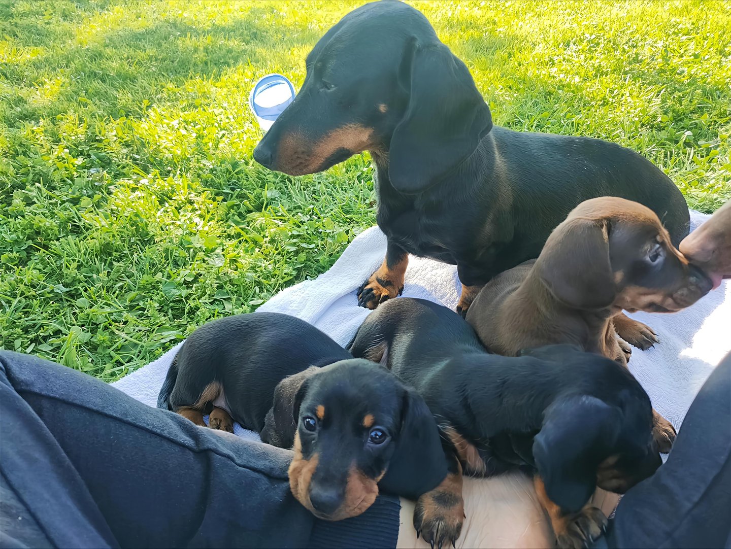 cuccioli di bassotto che socializzano in giardino Mesola Ferrara emilia romagna