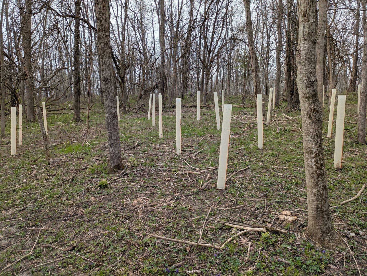 A woodland with lots of newly planted bare root trees inside of protective tree shelters